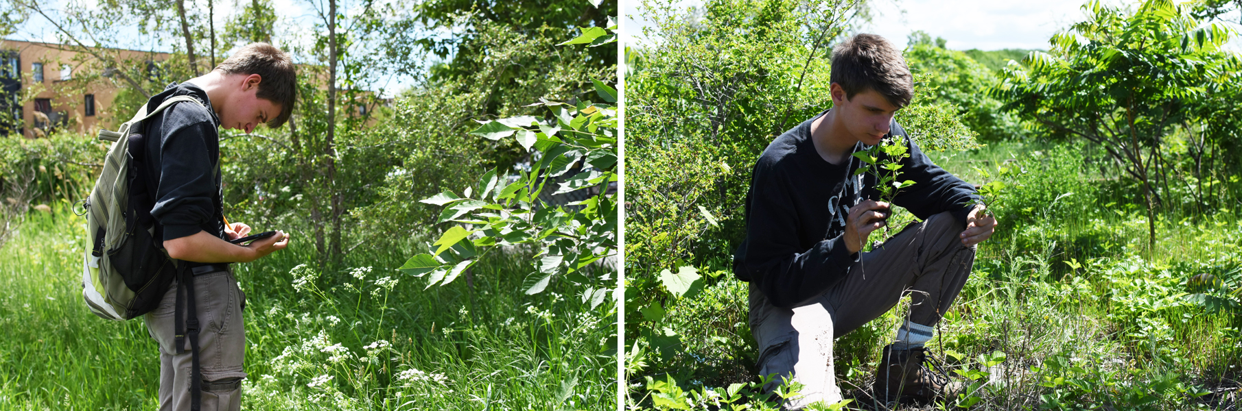 La fabrication de l'Herbier de l'Acfas