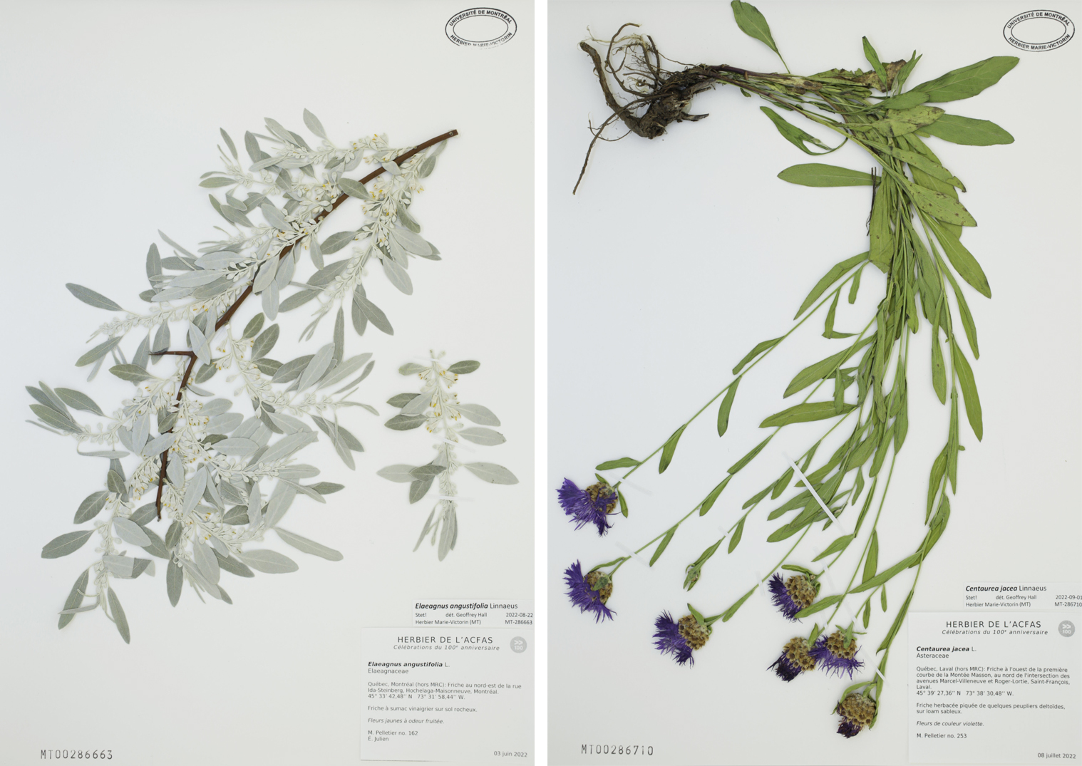 Herbier à 2