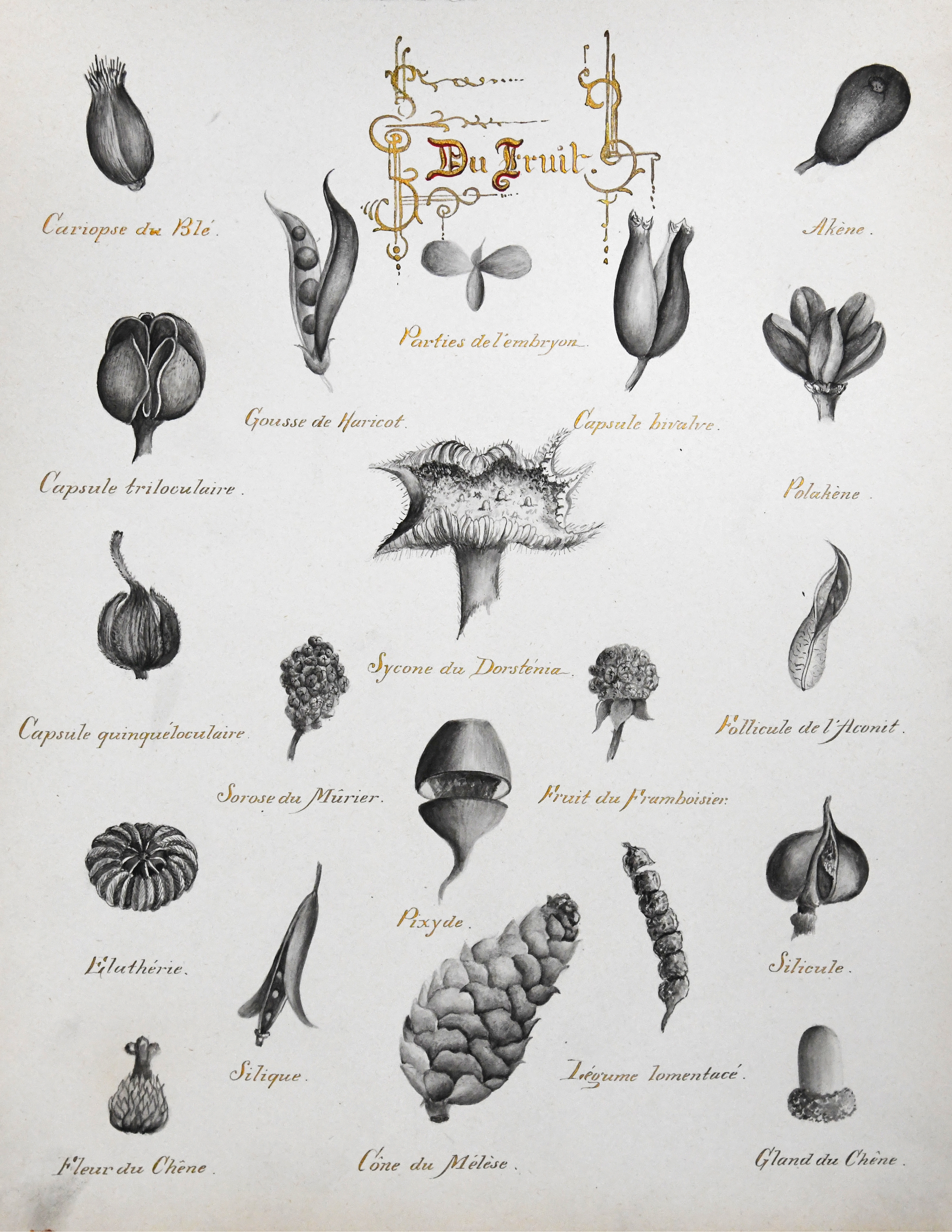 Herbier