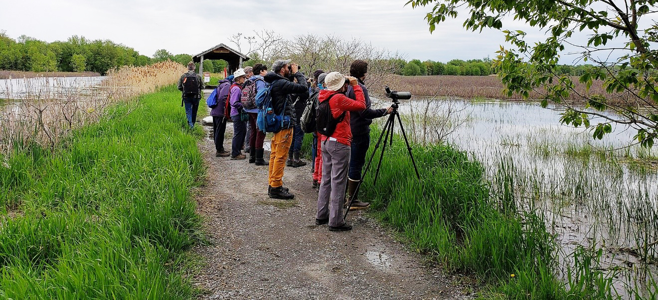 SBM - sortie ornithologique