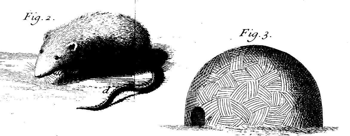 Rat musqué