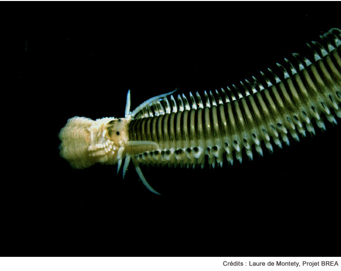 #MagAcfas - Découvrir : D’Alien à Abyss : la faune des profondeurs de l’Arctique, par Laure de Montety, Université du Québec à Rimouski