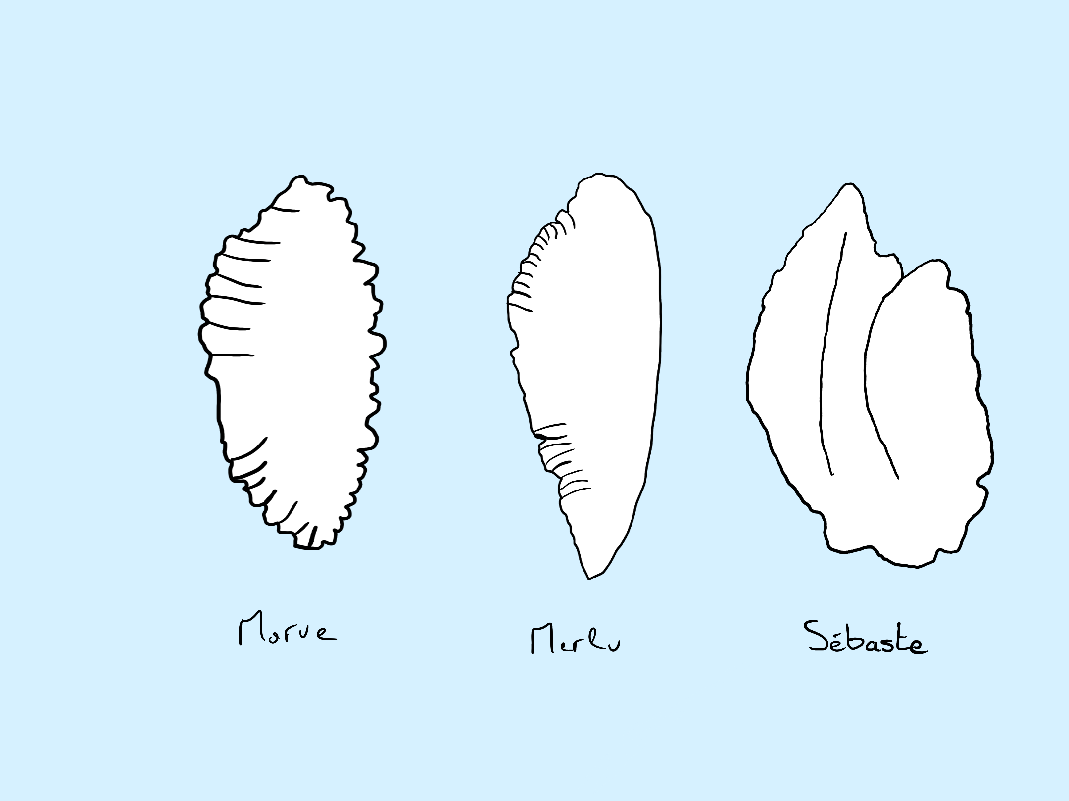 Otolihes