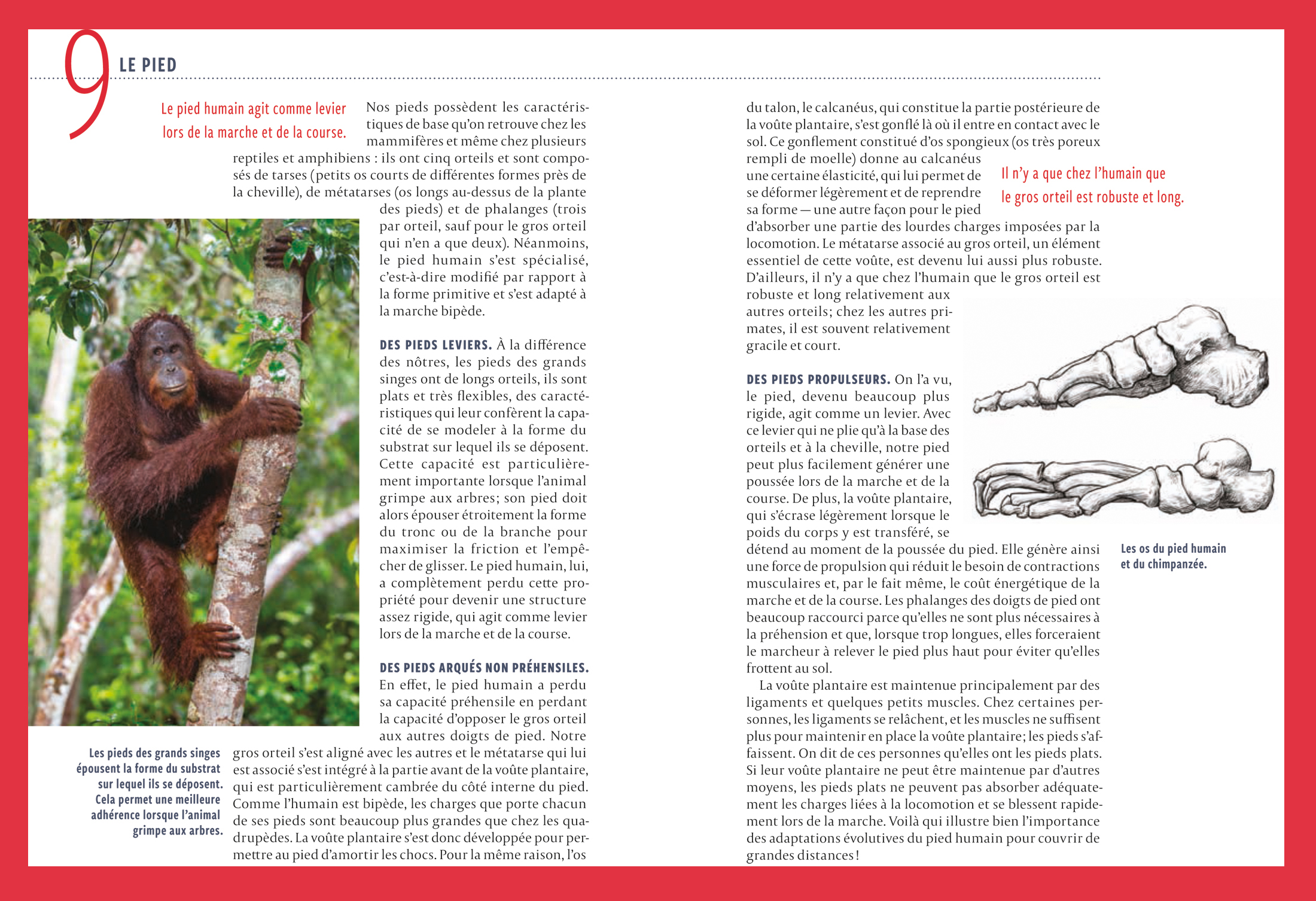 Extrait de l'ouvrage 27 caractéristiques façonnées par lâévolution