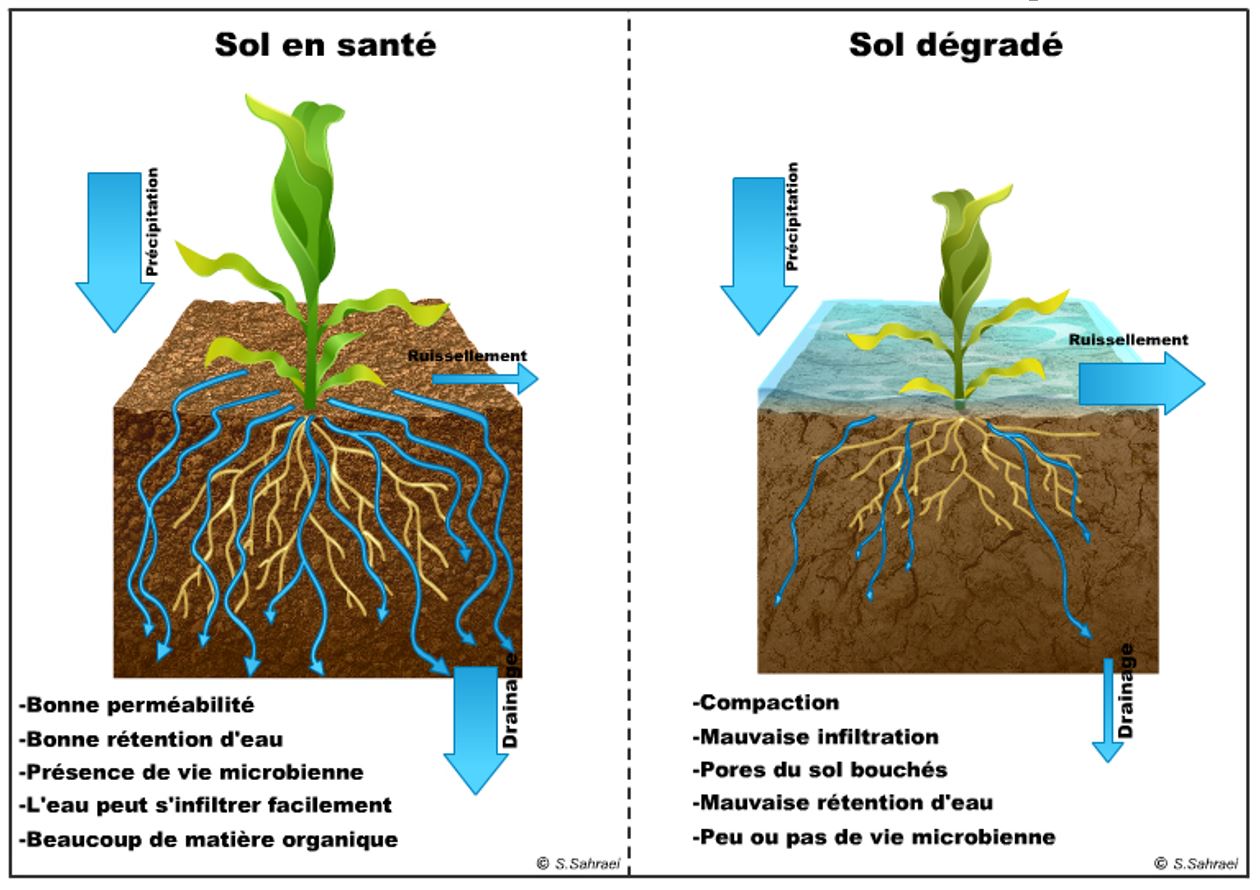 2 schÃ©mas comparant les conditions d'un sol sain et d'un sol dÃ©gradÃ©