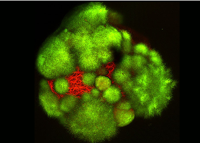 #MagAcfas - Découvrir : Voyage organisé pour engrais biologiques, par Gilles Grondin, en collaboration avec Carole Beaulieu et Sylvain Lerat, Université de Sherbrooke