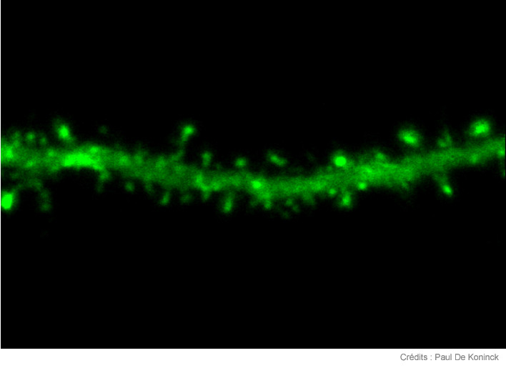 #MagAcfas - Découvrir : Une enzyme pour se souvenir, par Nikolas B.-L. Bernier, Université Laval 