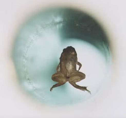 Grenouille lÃ©vitant