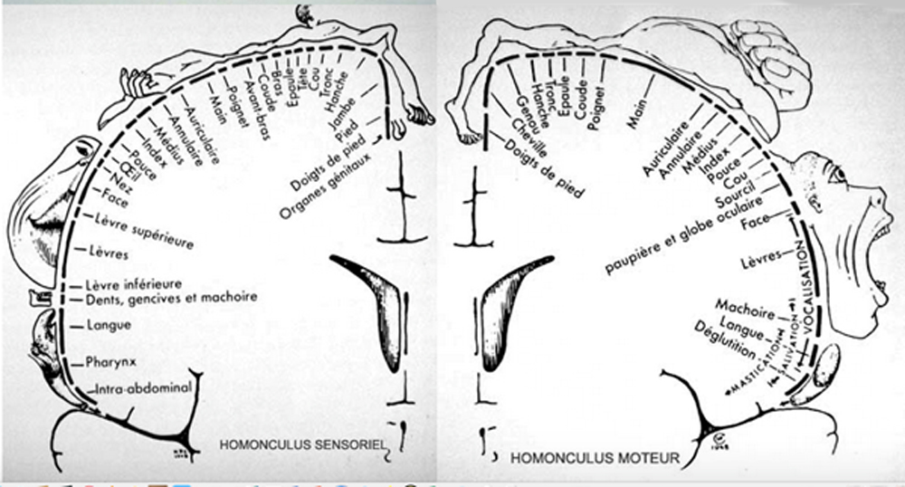 Homonculus