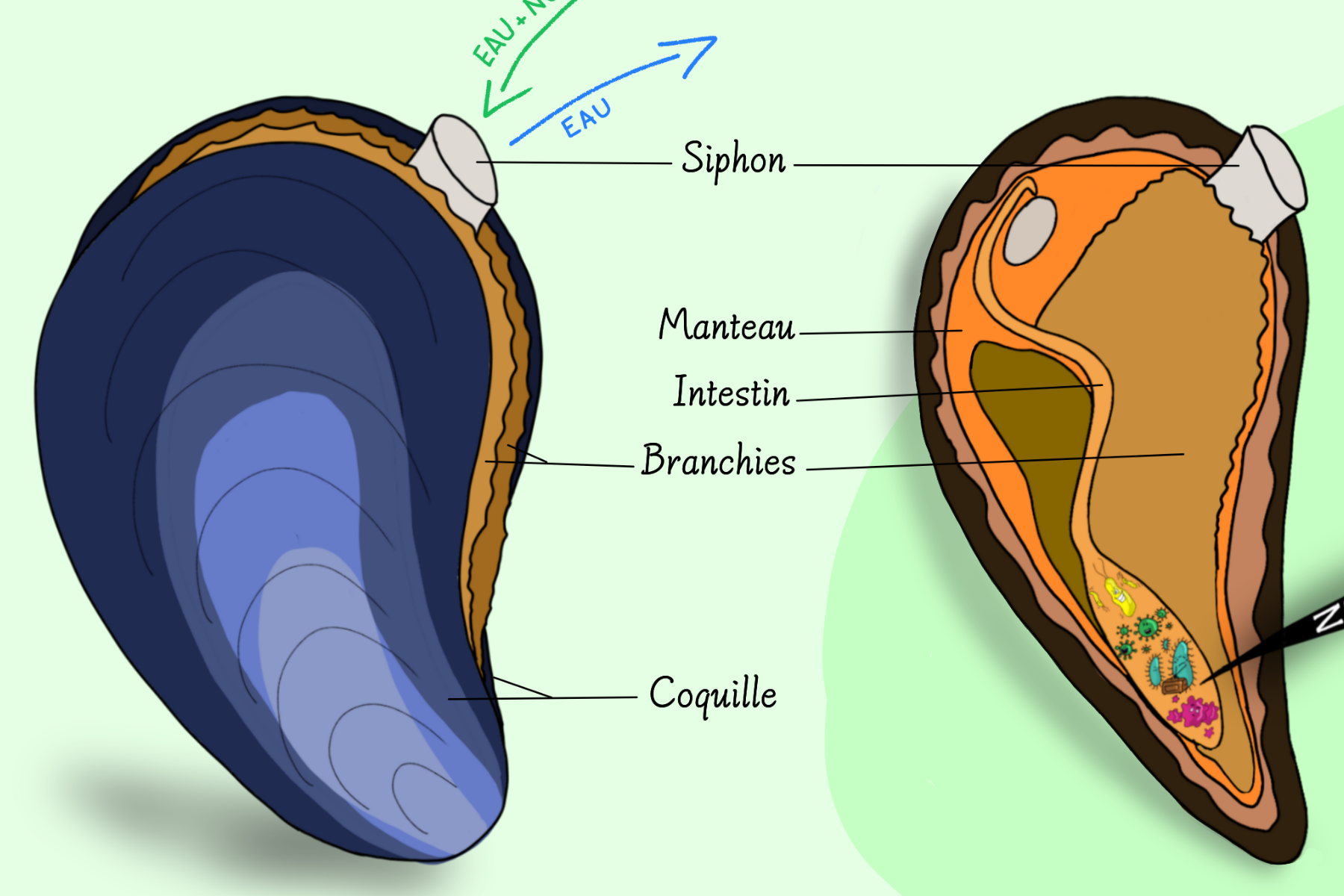 anatomie d'une moule