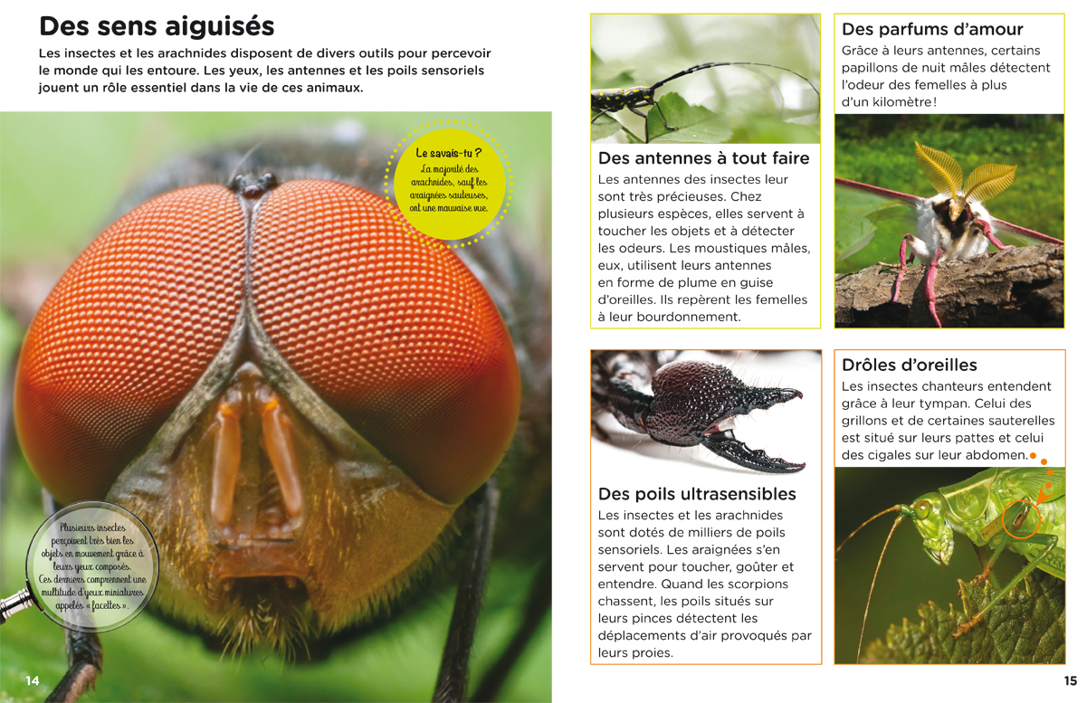 Planche couleur du livre Les insectes et les arachnides