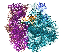 Ribosome