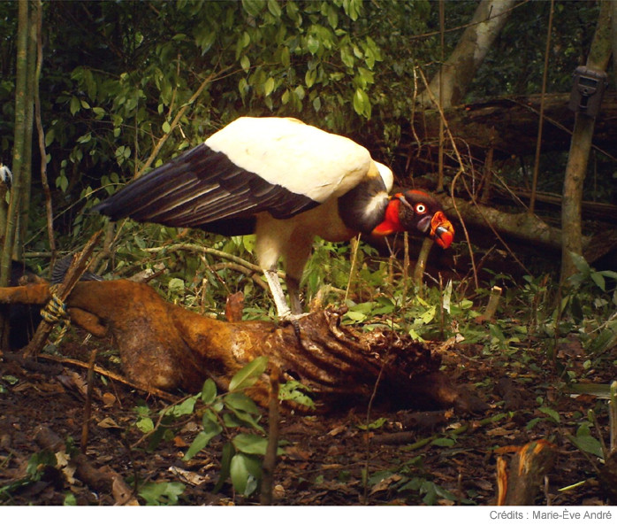 #MagAcfas - Découvrir : Sarcoramphe ou Quand votre sujet de recherche vit au cœur de la jungle..., par Marie-Ève André, Université de Sherbrooke