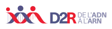 D2R, de l'ADN à l'ARN