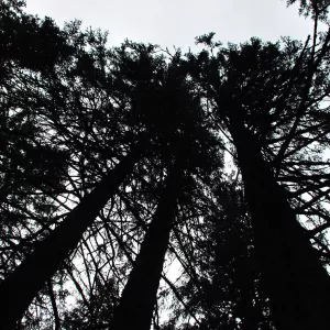 Image de profil de Jessica Rivest