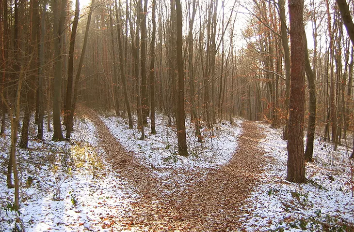 Une croisée des chemins dans le bois