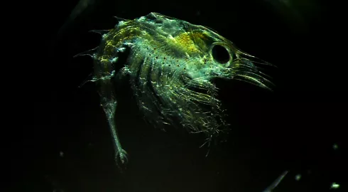 Larve de homard et acidification des océans