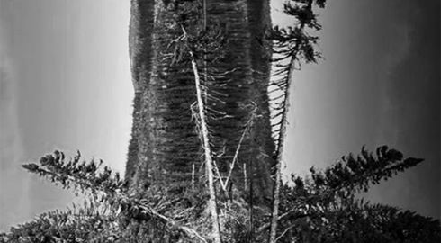 L’arbre cache la forêt