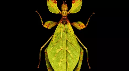 Insecte ou feuille?