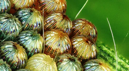 Petits envahisseurs de grandes cultures