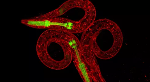 Quelle elegans!