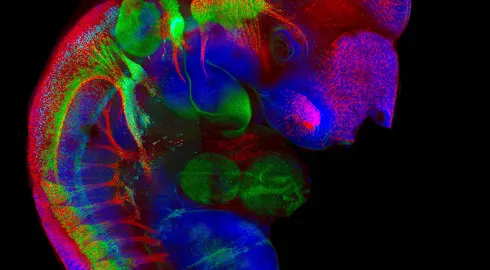 Les routes migratoires