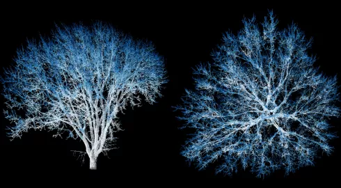 Arborescence glacée