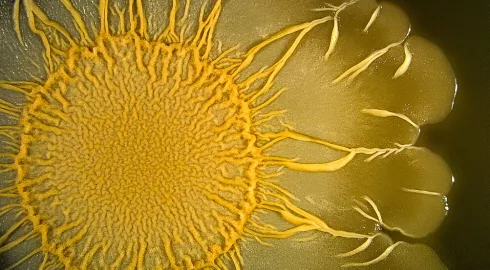 Soleil microbien
