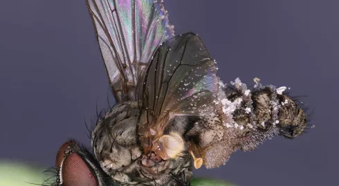 Une mouche zombie!