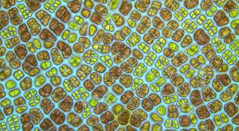 Agglomération cellulaire