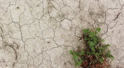 Photographie d&#039;un sol craquelé et sec, avec une plante isolée