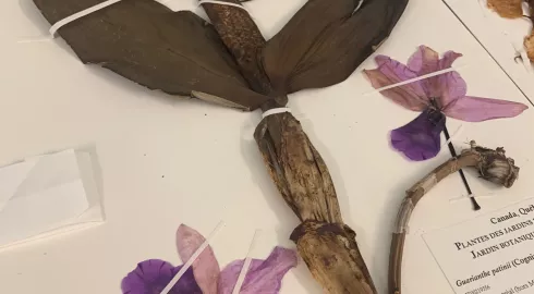 Visite Herbier