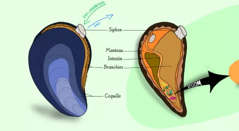 moule