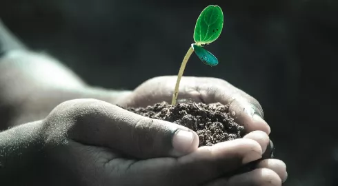 Mains et plante