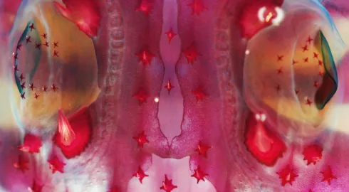 Cyrena Riley - LPPI - 2013