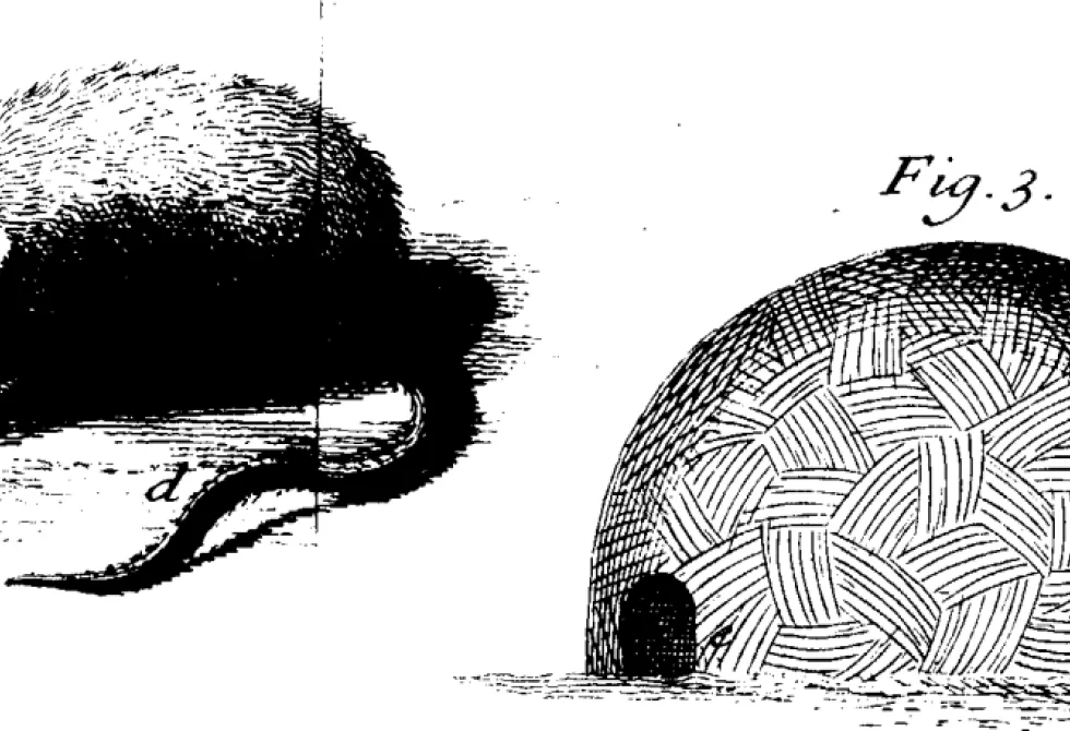Rat musqué