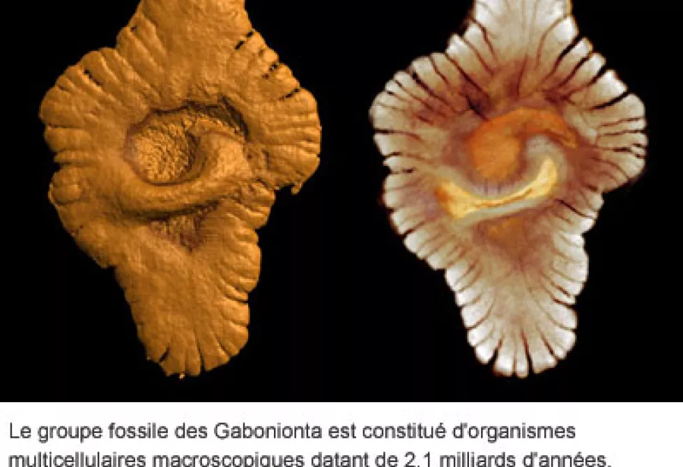 Gaboniata