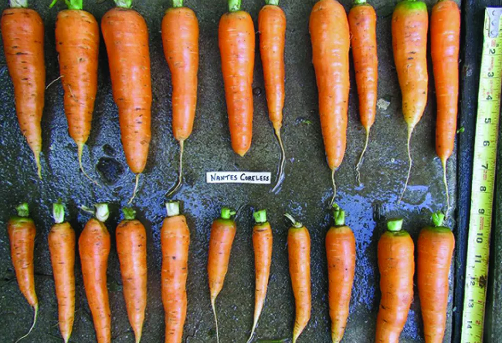 carottes