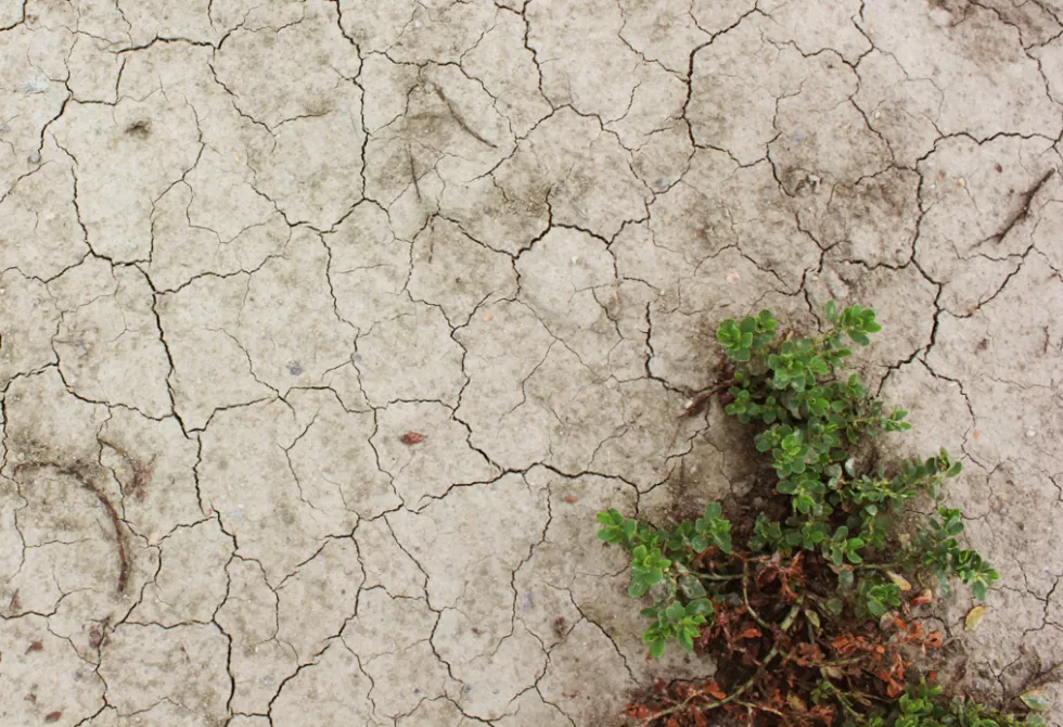 Photographie d&#039;un sol craquelé et sec, avec une plante isolée