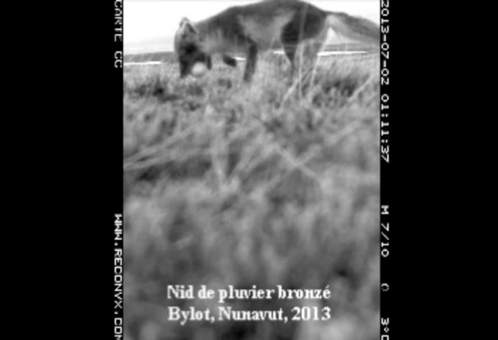 Image d&#039;un chien dans un champ