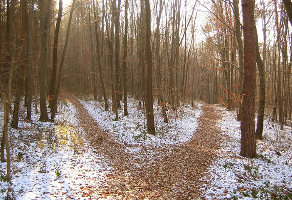 Une croisée des chemins dans le bois