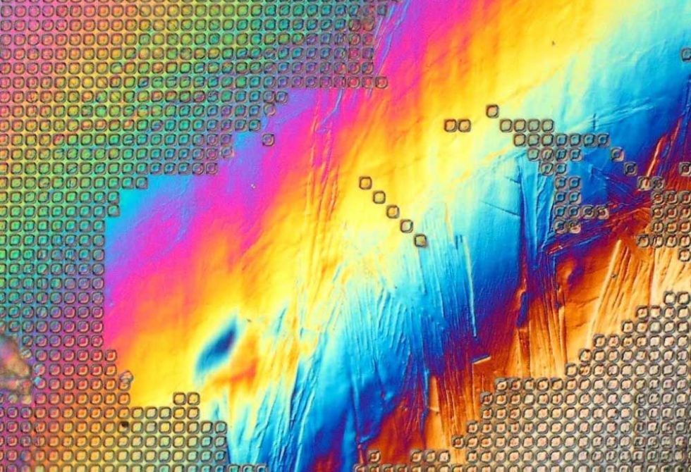 Image de microscopie multicolore