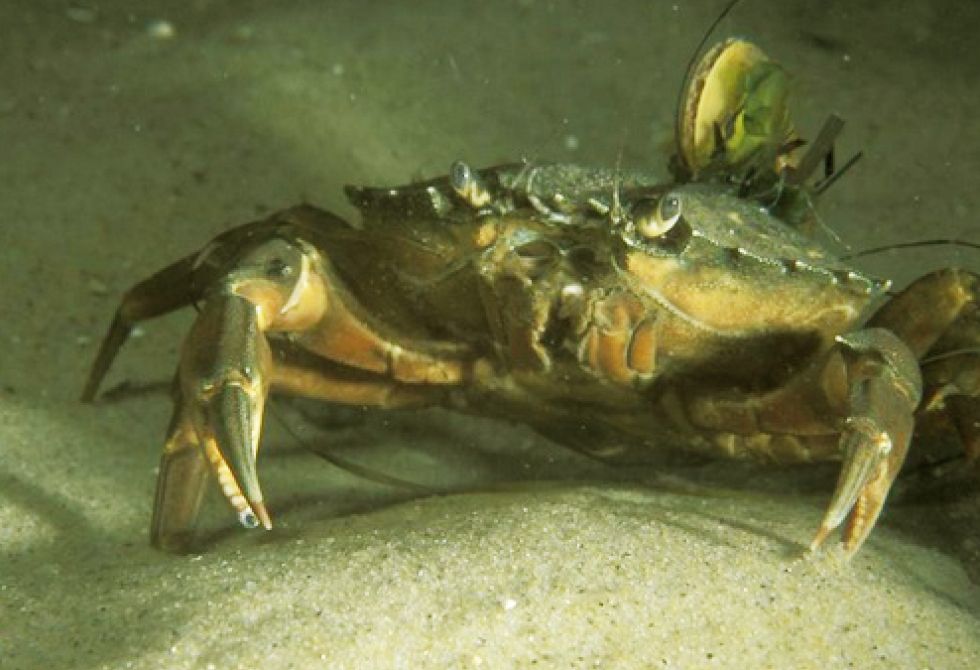 Crabe vert, espèce envahissante