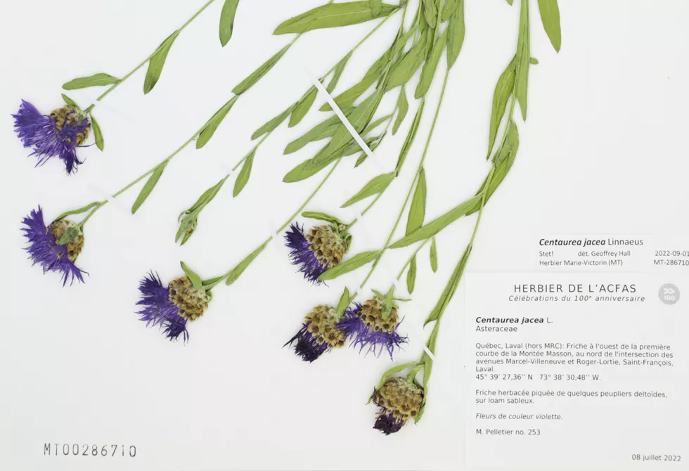 Planche d&#039;herbier