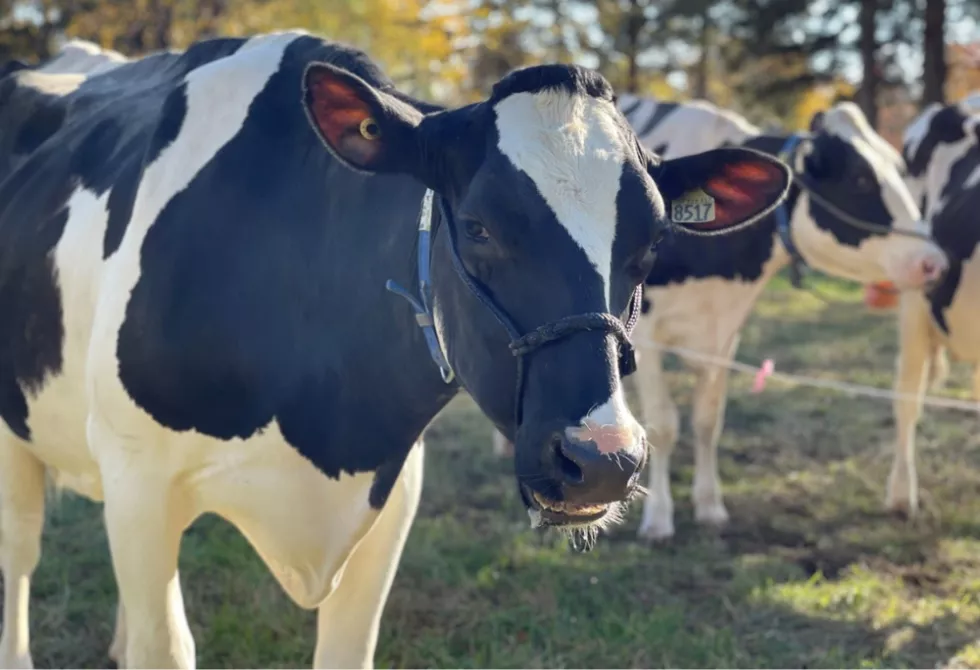 Vache