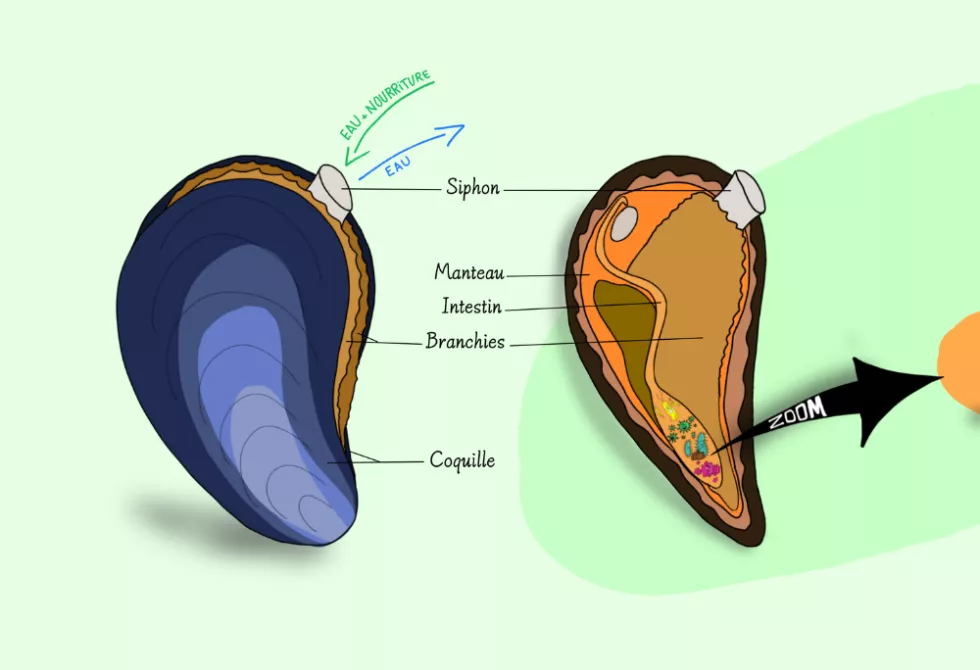Pneu qui roule n'amasse pas moule!